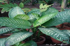 Dieffenbachia picta